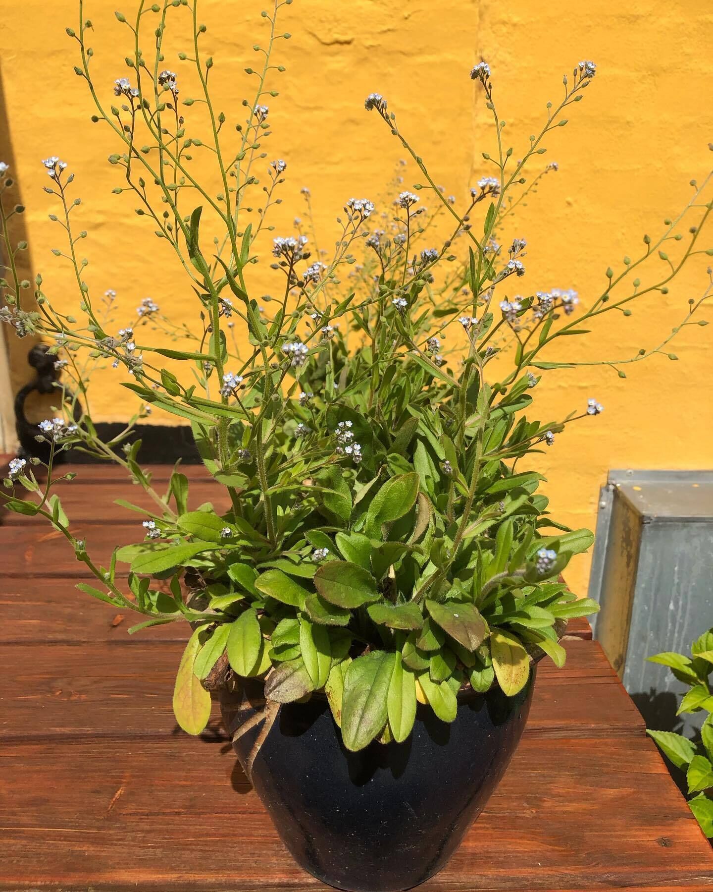 En potteplante med små hvide blomster og grønne blade i en sort potte på en træoverflade.