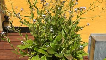En potteplante med små hvide blomster og grønne blade i en sort potte på en træoverflade.