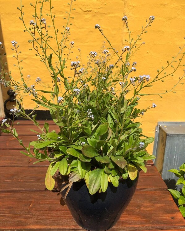 Una planta en maceta con pequeñas flores blancas y hojas verdes, dentro de una maceta negra sobre una superficie de madera.