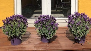 Un edificio amarillo con puerta enmarcada en blanco y tres macetas con flores moradas al frente.