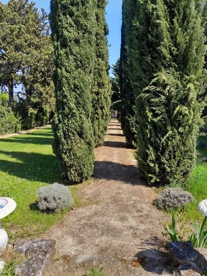 Un sentier de jardin bordé de grands arbres à feuilles persistantes et étroits, qui mène à une construction située au loin.