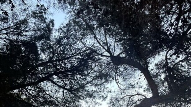 Ein Strand mit einem großen Baum, der Schatten spendet.