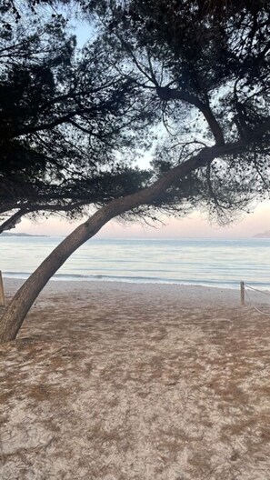 A beach with a large tree providing shade.