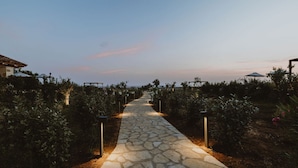 A stone pathway leading through a vineyard with rows of grapevines on either side. - Nama Seaside Villas (Preveza)