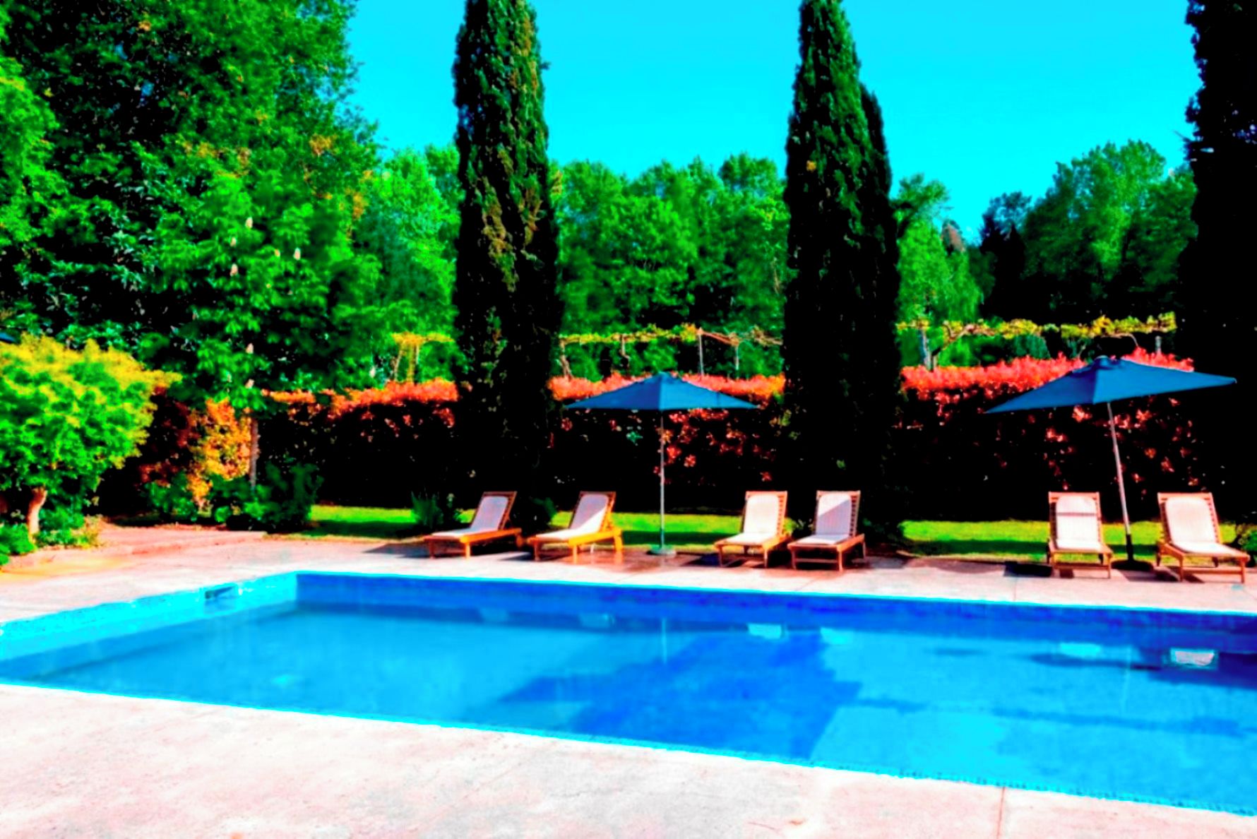 Piscina con sillones de descanso y sombrillas, rodeada de follaje y árboles altos.