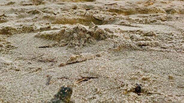 Ein Strand mit einer Schildkröte im Sand und einem Regenbogen im Hintergrund.