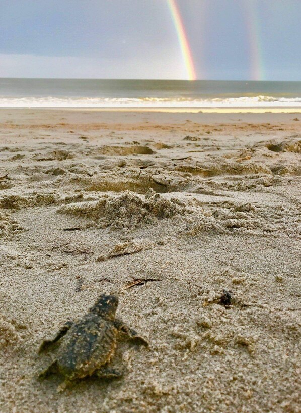 Beach towels - Ideal Location for marine graduation or lowcountry getaway! (Port Royal)