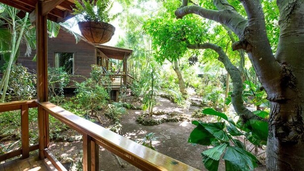 A wooden deck with a hanging planter, surrounded by lush greenery and a stone pathway. - Mango Inn Resort  (Isla de Utila)