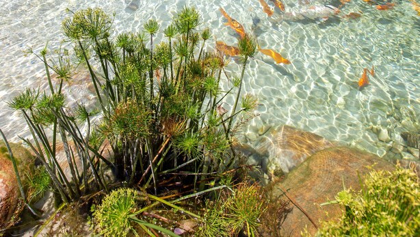 Ein klares Schwimmbecken mit Fischen, umgeben von viel Grün und einer hölzernen Laube.