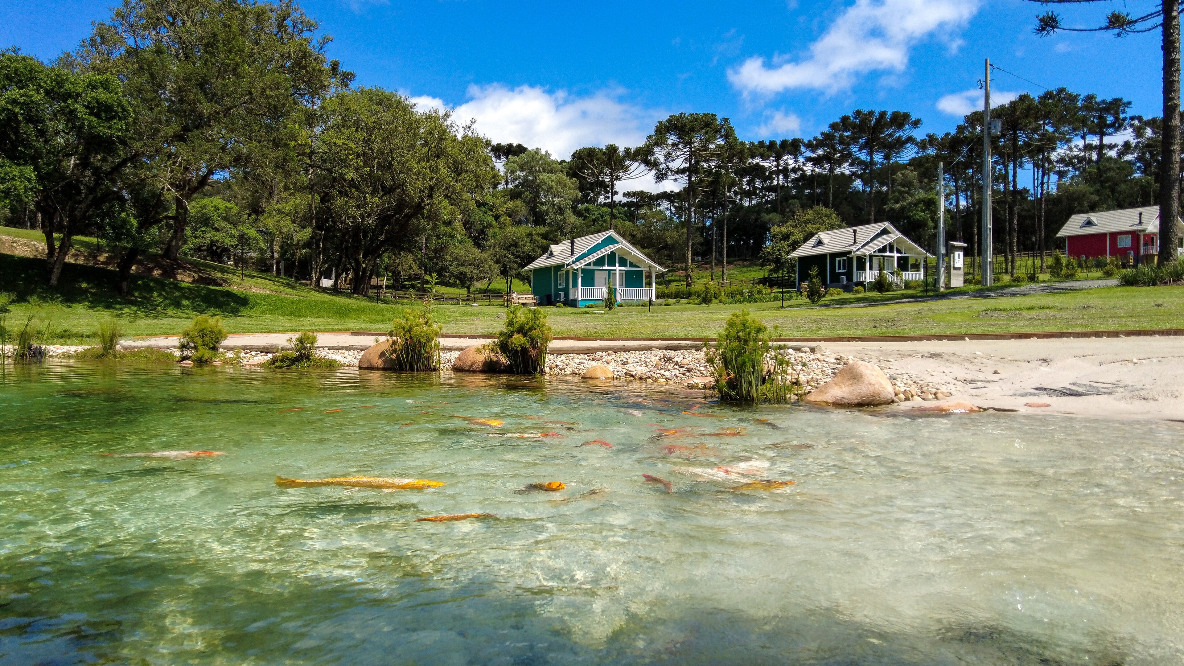 A clear lake with koi fish, surrounded by a grassy area with two houses.