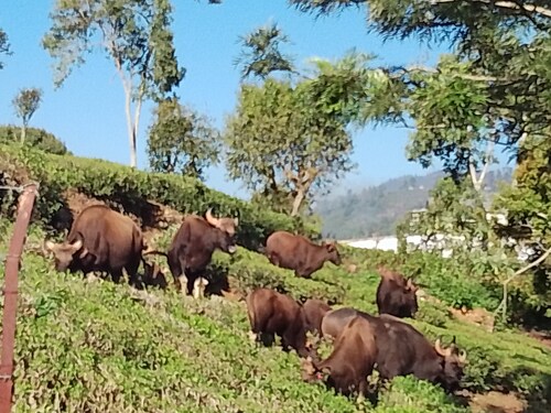LEYAAS RESORTS