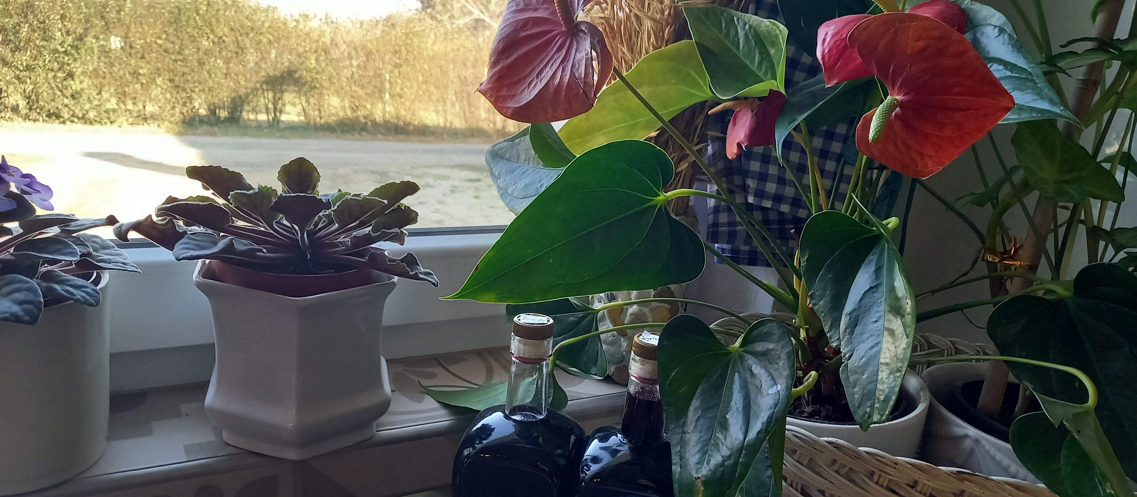A window sill with various potted plants and bottles.