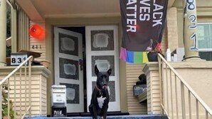 A dog standing on a staircase with a banner reading "BLACK LIVES MATTER" and a mailbox labeled "LED".