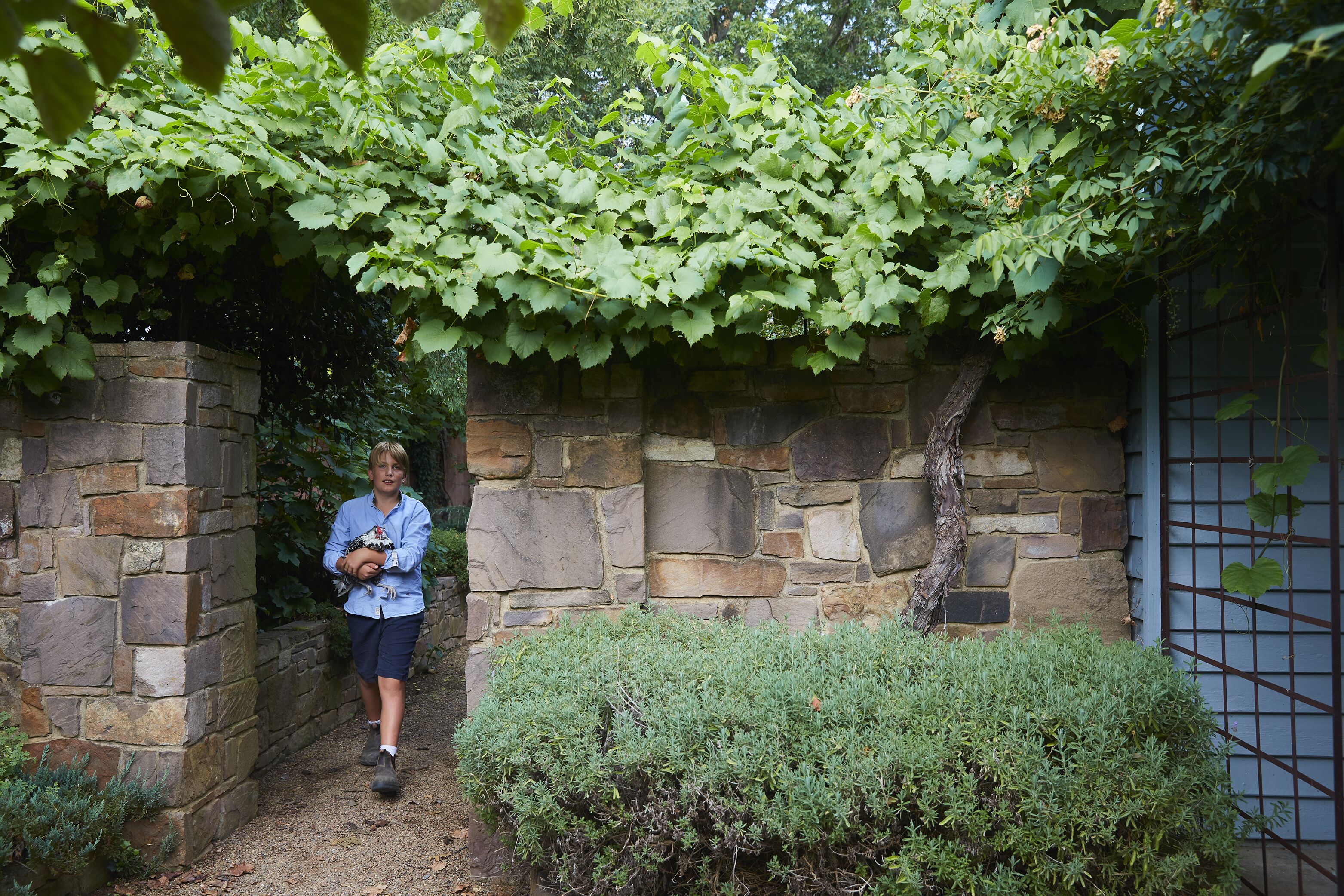 A stone wall with a vine-covered archway and a small bush in front.