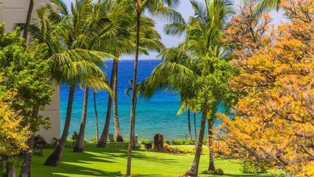Un giardino tropicale con palme e vista sull'oceano.