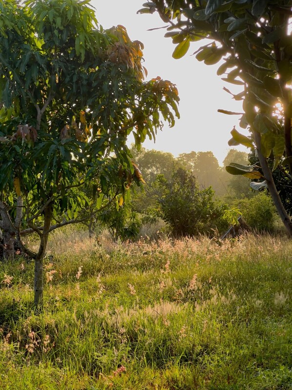 Escape to a serene natural oasis surrounded by lush trees and grasses.