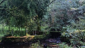 Un ambiente naturale all'aperto con un ruscello, rocce ricoperte di muschio e fitta vegetazione.