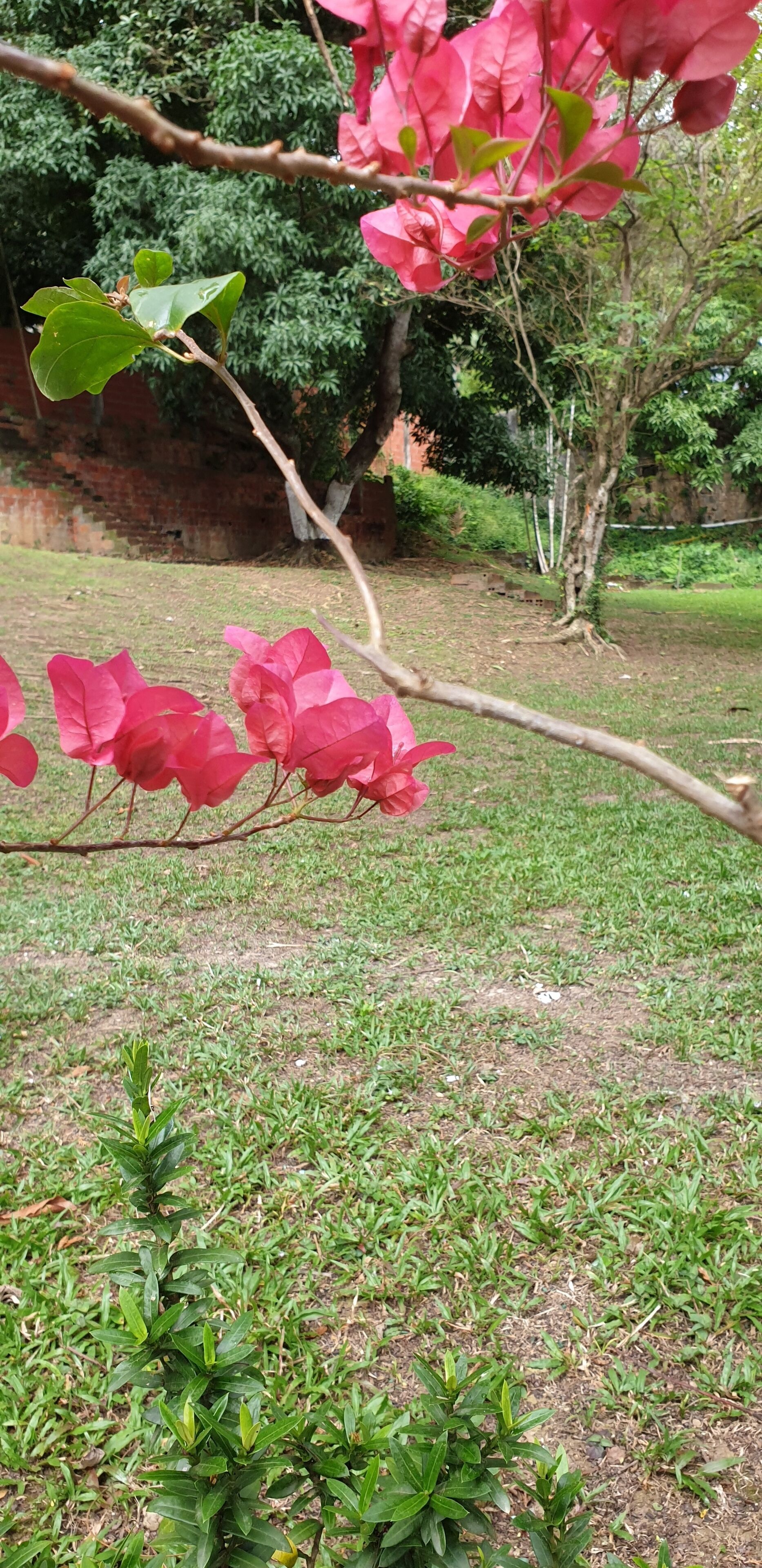 A garden with a tree branch bearing pink flowers and green foliage.