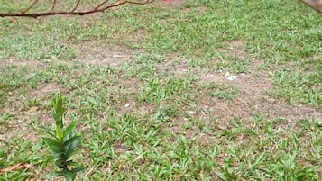 A garden with a tree branch bearing pink flowers and green foliage.