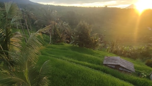 Terraced rice fields with a traditional thatched-roof structure. - Gunza Bed and Breakfast (Penebel)