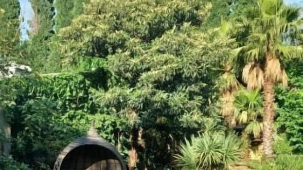 Una piscina amb un marc de maó, envoltada de vegetació exuberant i arbres alts.