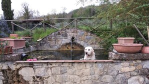 Een witte hond zit op een stenen muur, bij een klein vijvertje met een houten brug erboven.