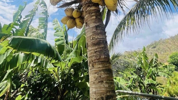 A palm tree with clusters of yellow fruits, likely coconuts, and lush green foliage.