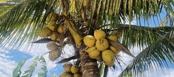 Kim’s Hideaway is a small precious apartment, where you will love to stay.