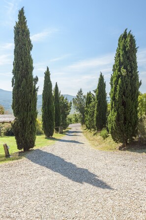 A gravel path flanked by tall cypress trees leading to a rural house with a metal roof.