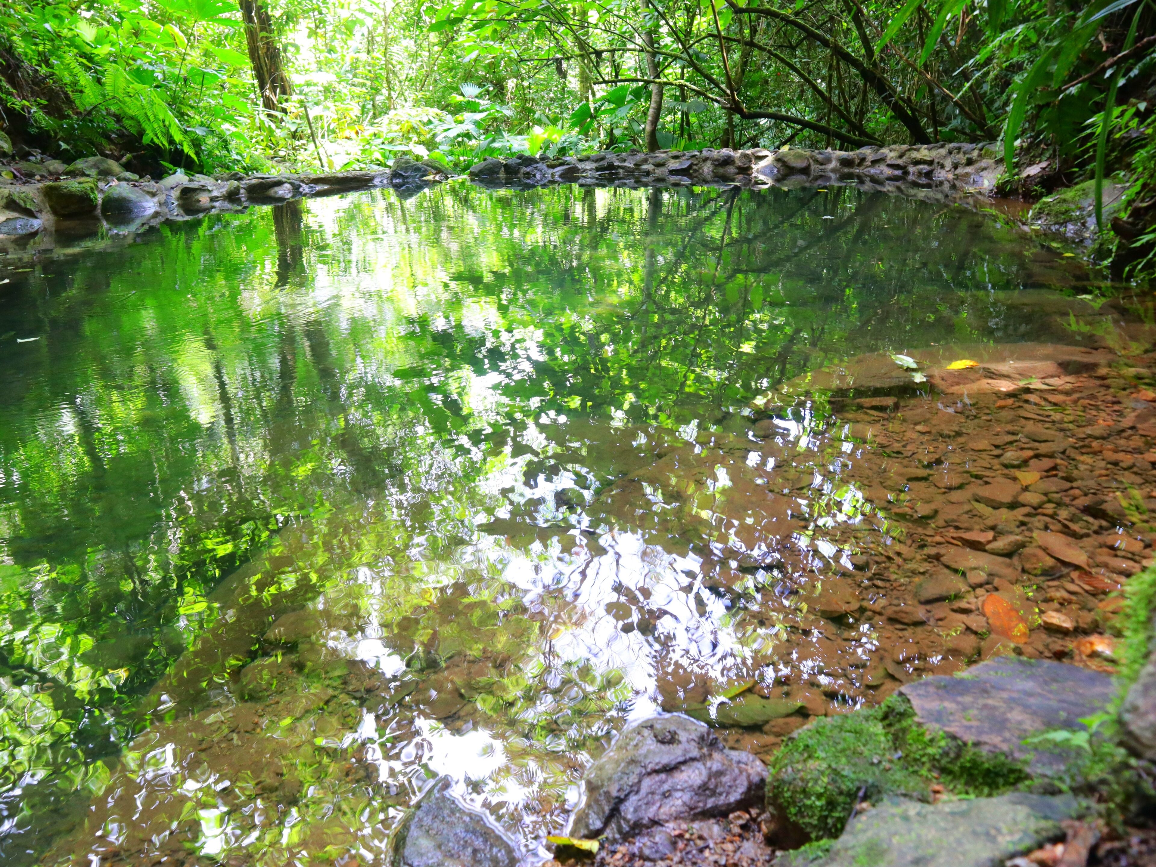 A clear pond surrounded by rocks and lush greenery.