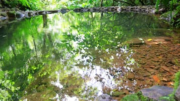 A clear pond surrounded by rocks and lush greenery.