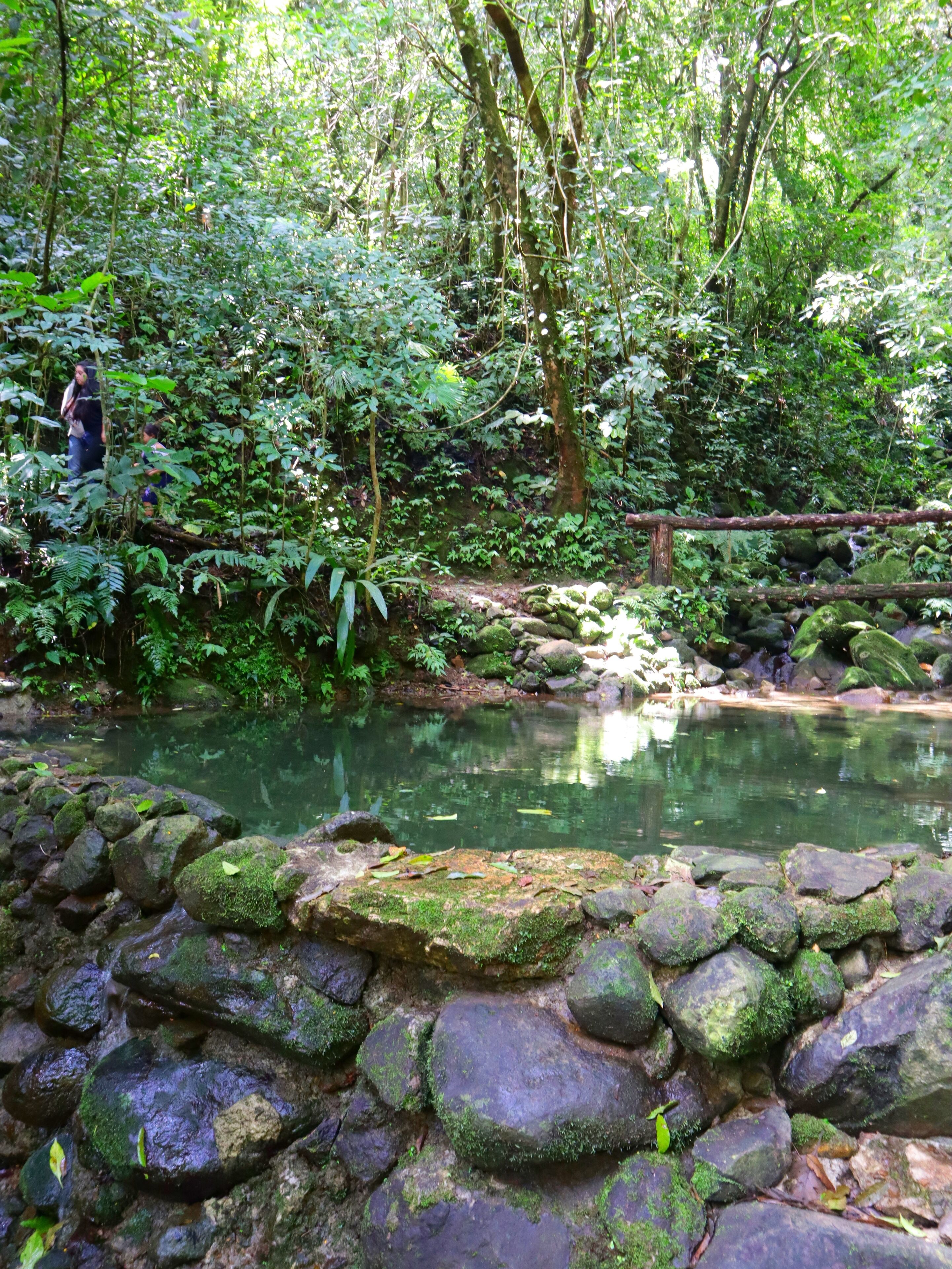 Um cenário natural com um lago rodeado por pedras e folhagem densa.