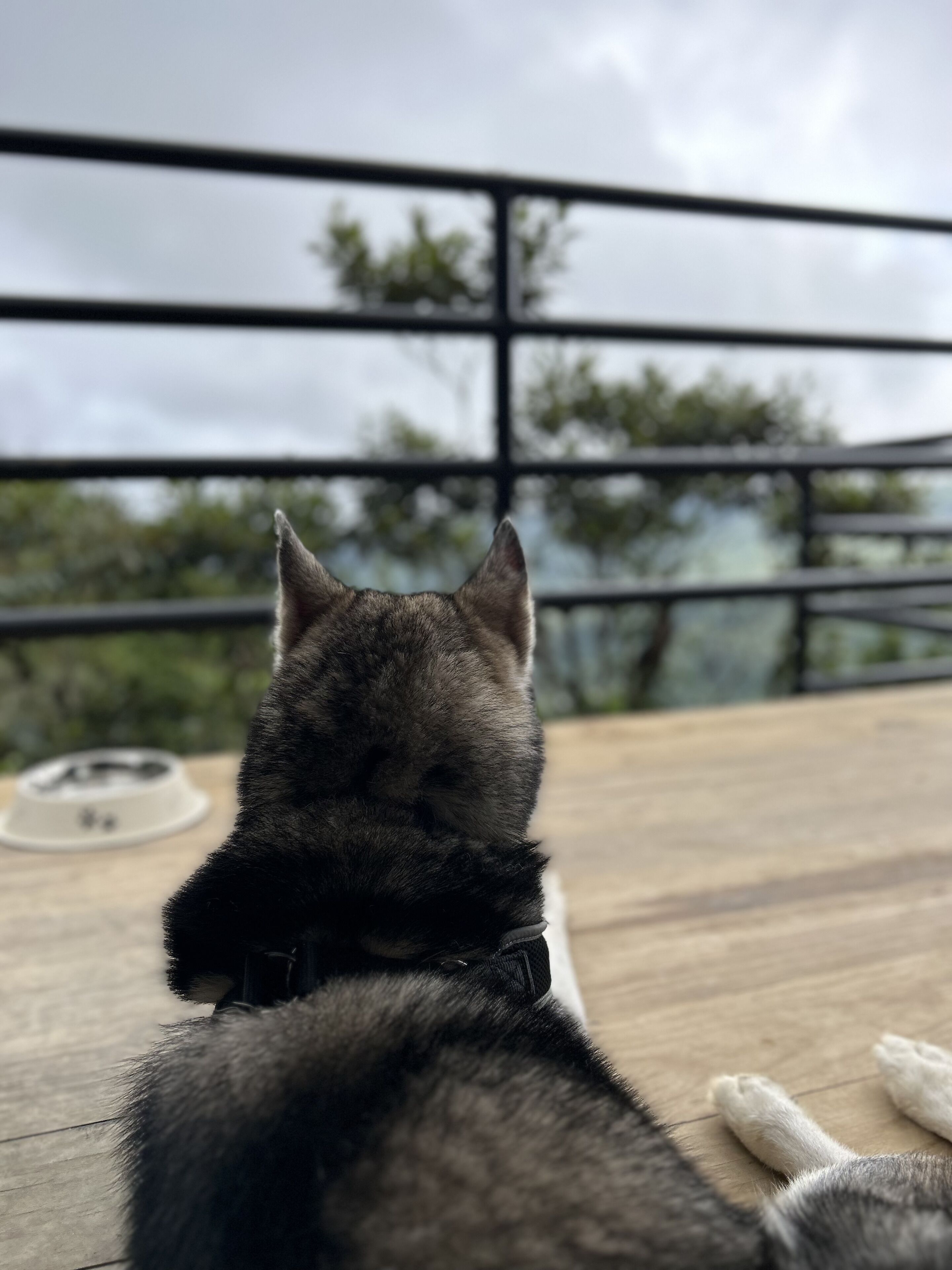A cat sitting on a wooden deck with a metal railing, overlooking a view of trees and a cloudy sky.