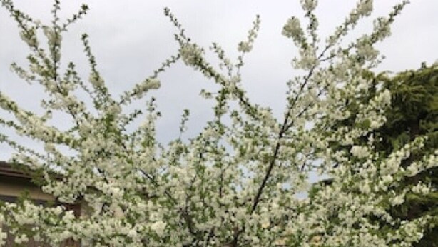 Un arbre aux fleurs blanches, situé dans un espace verdoyant bien entretenu.