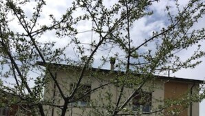 Un bâtiment doté d’un toit plat, avec un arbre au premier plan et une cour pavée.