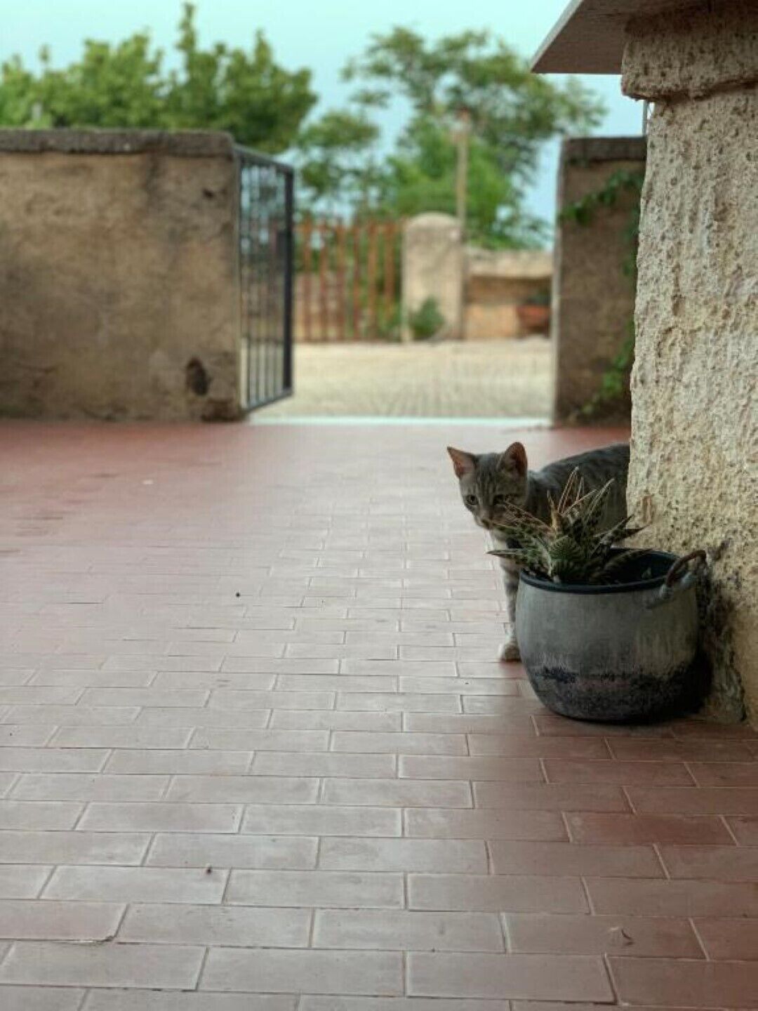 Un gato dentro de una maceta sobre un patio de ladrillo.