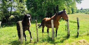 Deux chevaux se tiennent dans un champ herbeux, près d’une clôture en bois.