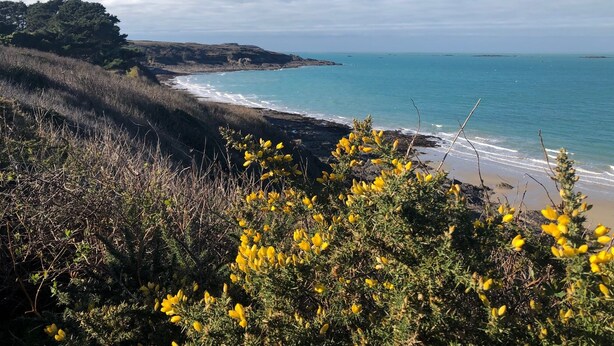 Eine Küstenlandschaft mit Strand, felsigen Klippen und gelb blühenden Pflanzen.