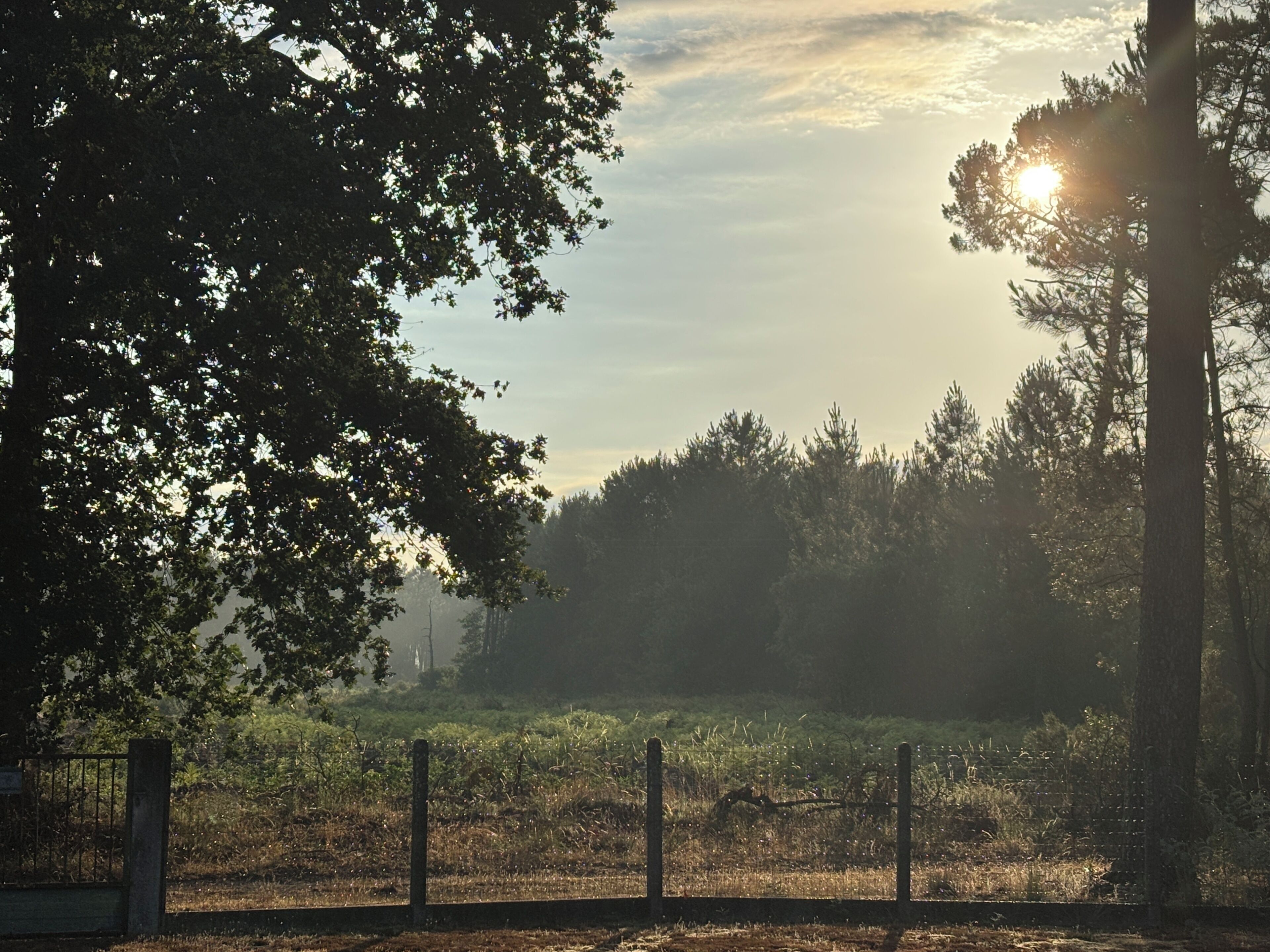 A rural landscape with a fence, trees, and a field.