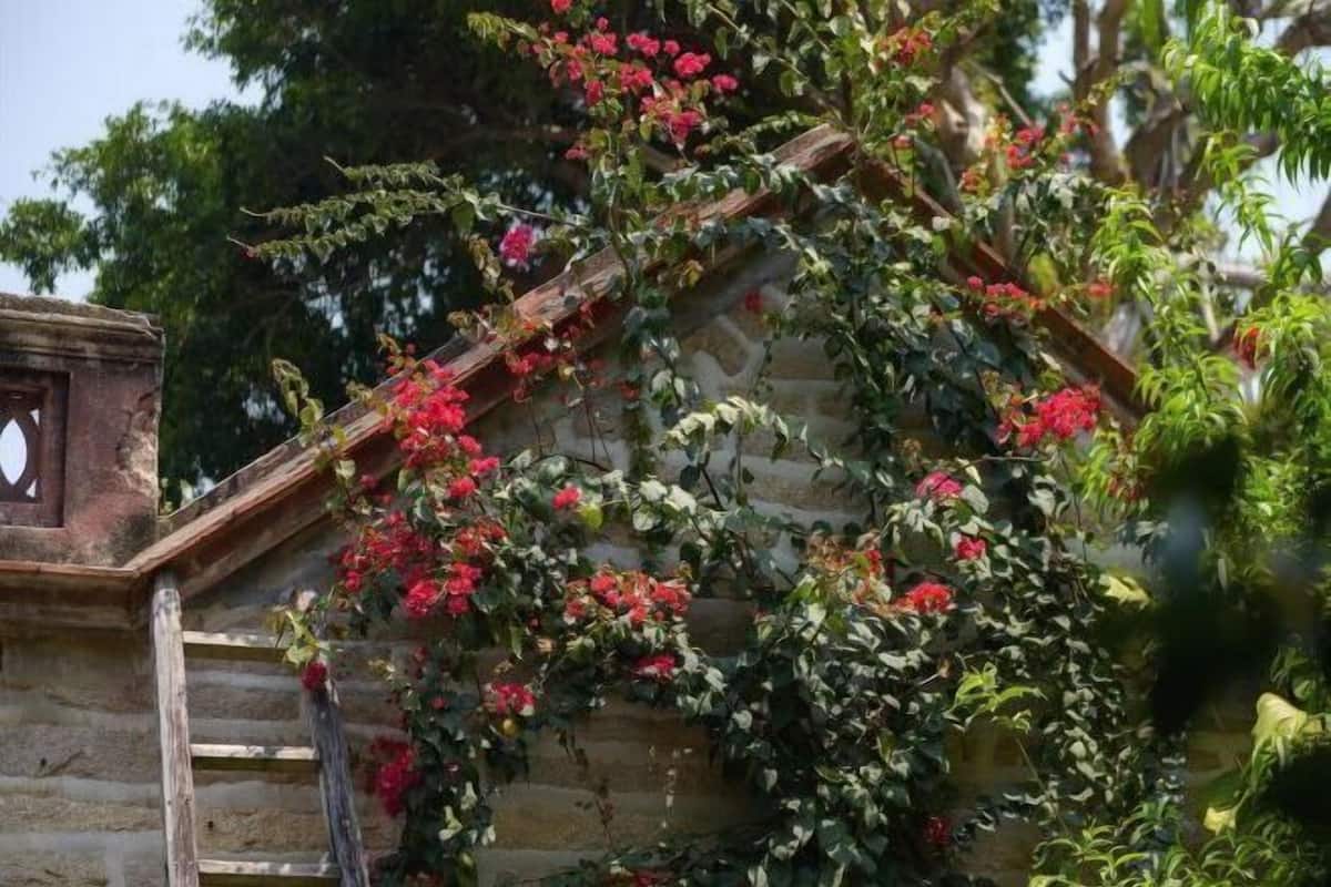 Un edificio de piedra con una escalera de madera y una pared cubierta de enredaderas florecientes.
