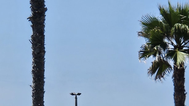 Une vue sur la côte, avec des palmiers, une plage et une voiture blanche garée près d’une clôture.