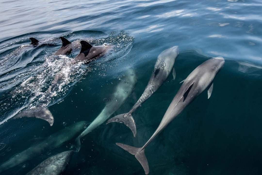 Een groep dolfijnen zwemt in helderblauw water.