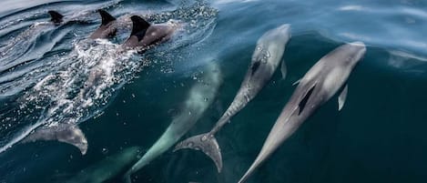 A group of dolphins swimming in clear blue water.