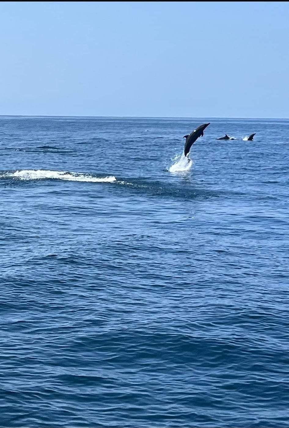 A clear view of the ocean with dolphins jumping out of the water.