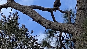 Un águila posada en una rama de árbol con un cielo azul despejado al fondo.
