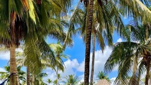 Property grounds - Mambo Beach Villas (Matemwe)