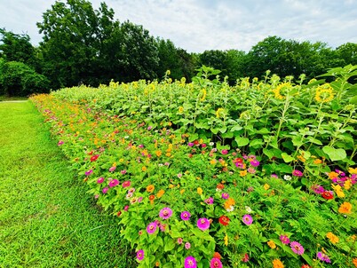 Green Cottage Farm Stay & Food