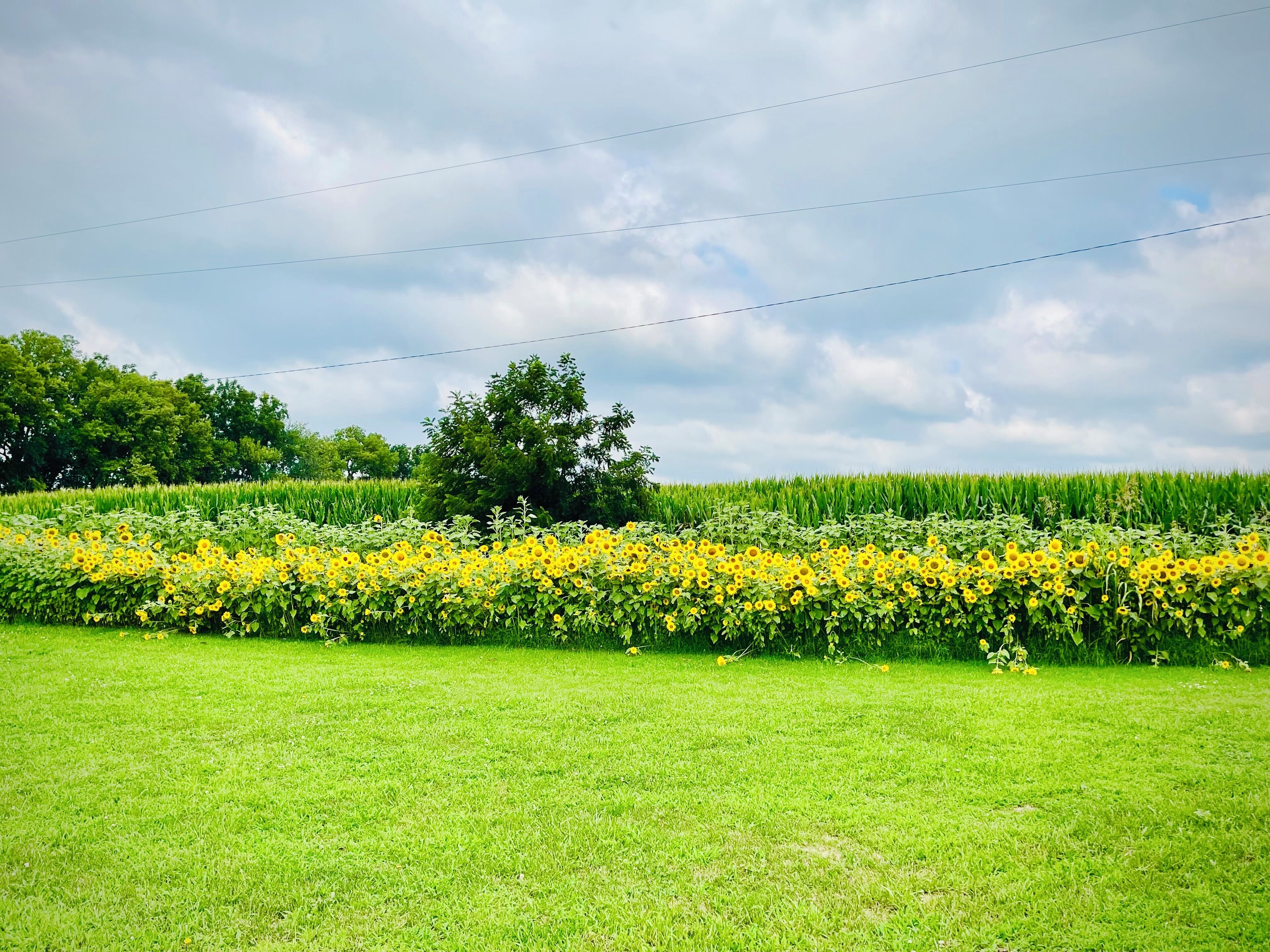 A field of sunflowers with a grassy foreground and a line of trees in the background.