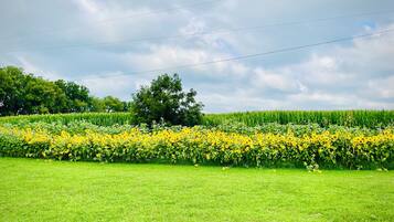 A field of sunflowers with a grassy foreground and a line of trees in the background.