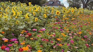 Un camp de girassols i flors de colors al davant d'una casa.